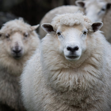 Schaf mit dichter weißer Wolle in Nahaufnahme – Symbol für natürliche Schafwolle und nachhaltige Textilien